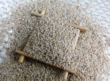 White Sesame on Sale From Hebei Supplier