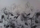 Sunflower Representations