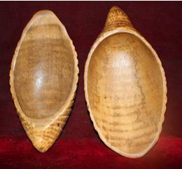 Root Carving Fruit Oval Plate
