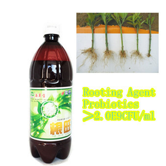 Seaweed Microbial Water Purifier for Aquaculture