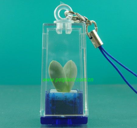 Mini Plant