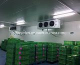 Refrigerators Freezers Container Cold Room