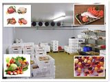 Walk in Freezer for Meat Storage Low Temperature