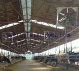 Fei Teng Hanging Exhaust Fan for Cow House